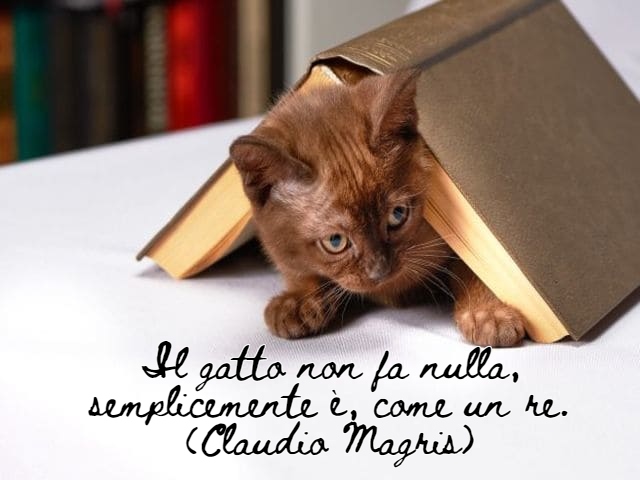 immagini di gatti divertenti con frasi 7