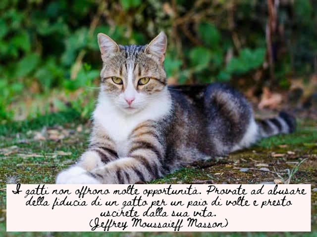 immagini di gatti divertenti con frasi 8