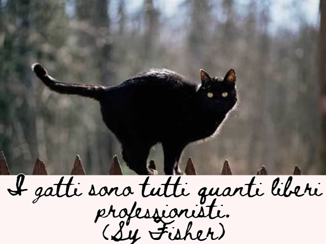 immagini di gatti divertenti con frasi 9