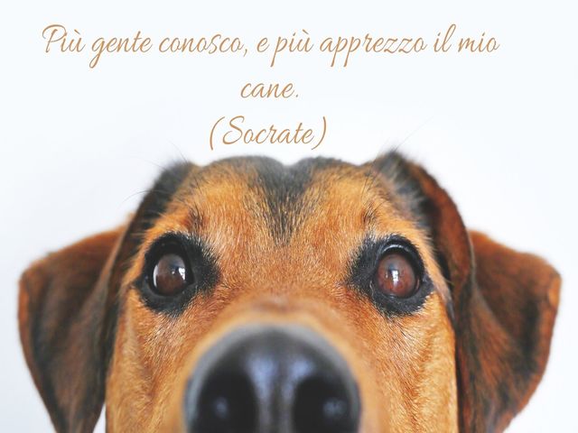 socrate immagini 