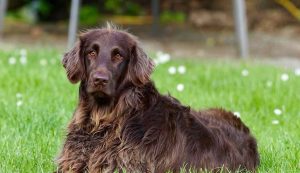 Cane marrone