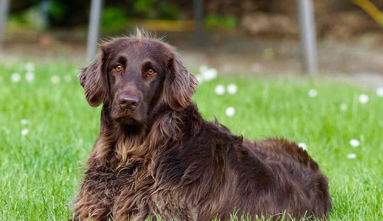 Cane marrone
