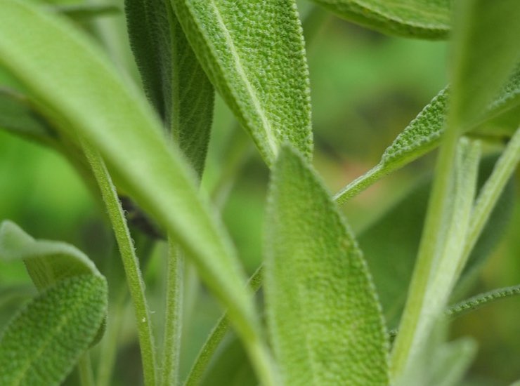 Salvia