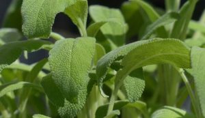 Salvia