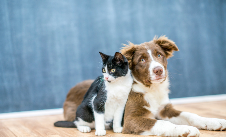 Cane e gatto