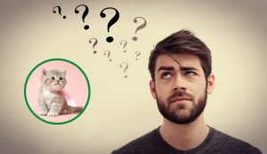Di chi è questo gattino