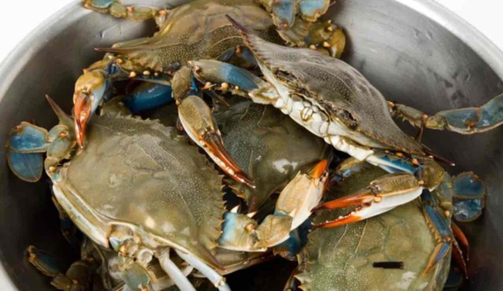 Altro che gamberi e mazzancolle: il Granchio Blu toglie il posto a tutti | È già ovunque nei banchi pescherie