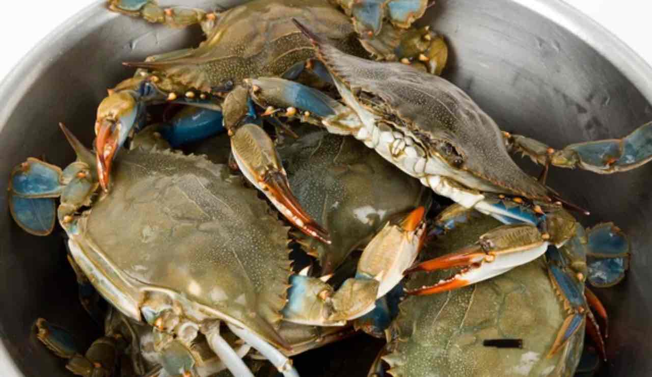 Granchio blu ovunque banchi pescheria